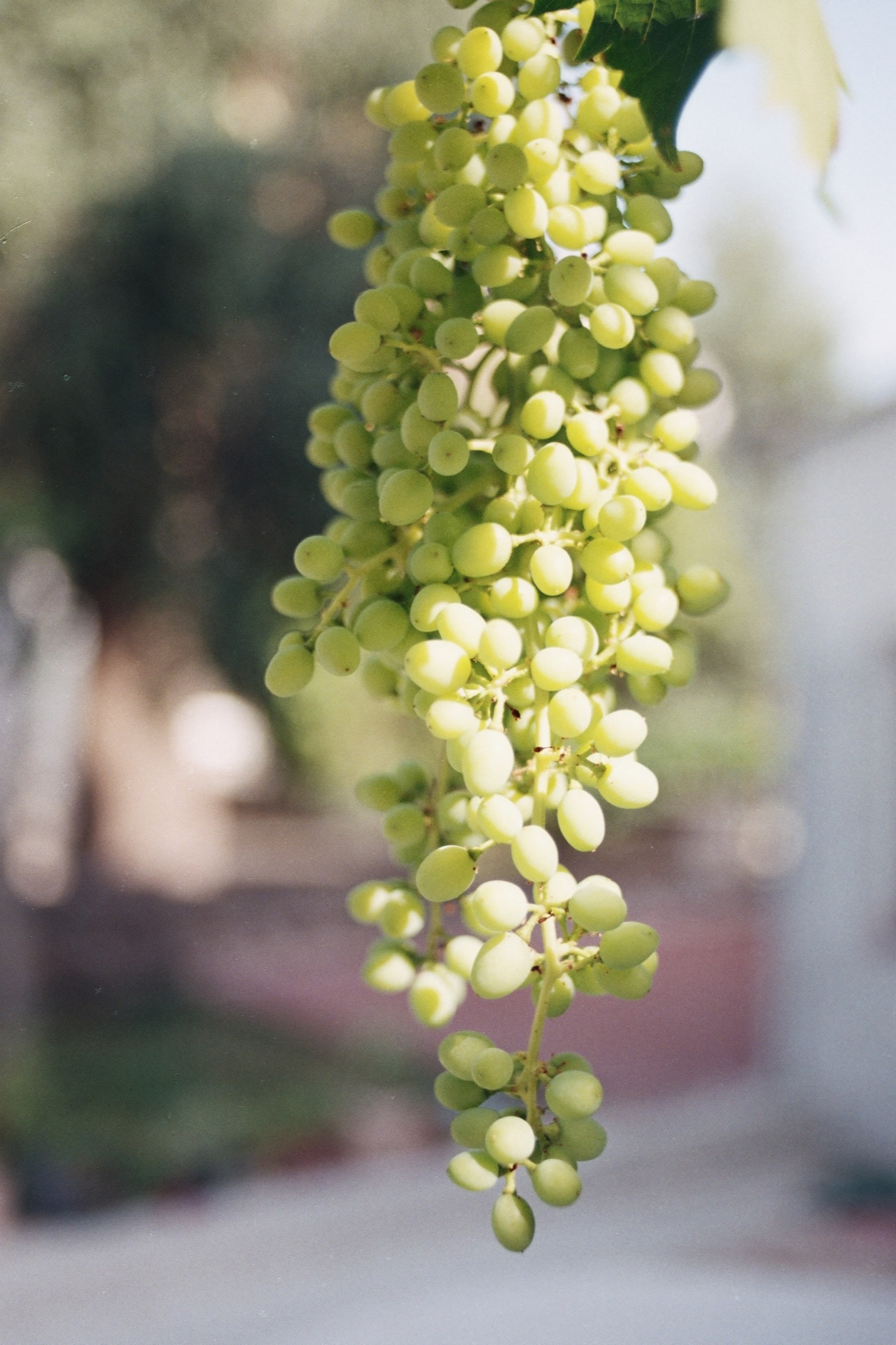 Green grapes on their vine in the sun