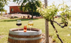 Glasses of wine sitting atop a barrel