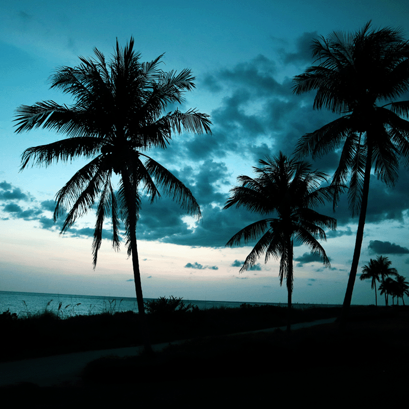 Silhouetted palm trees along the coast in Florida