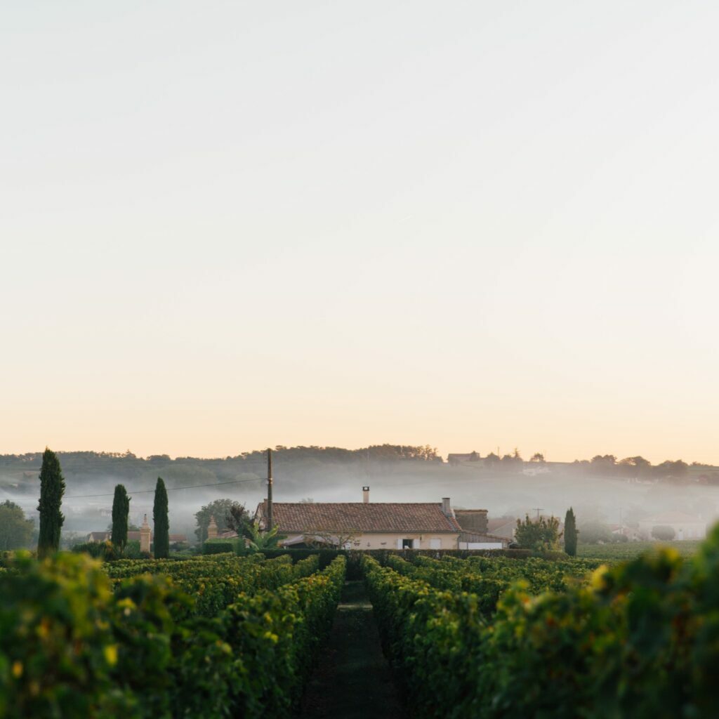 A vineyard with mist rising in the morning